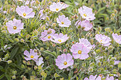 Dwarf pink rockrose, Cistus skanbergii, flowers