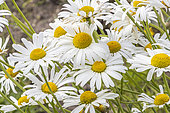 Oxeyedaisy, Leucanthemum 'Reine de Mai', flowers
