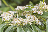Cotoneaster 'Rothschildianus', flowers