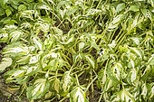 Slug attacks on Plantain Lily, Hosta undulata var. univittata