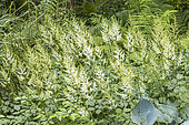 False Spirea, Astilbe arendsii 'Diamant', in bloom