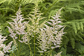 Astilbe rosea 'Peach Blossom', flowers