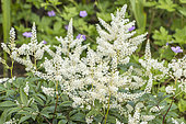 Astilbe japonica 'Gladstone', flowers