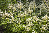 False Spirea, Astilbe arendsii 'Mont Blanc', Breeder : Lemoine (FRA), flowers