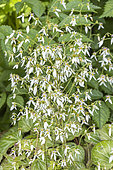 Strawberry Begonia, Saxifraga stolonifera, flowers