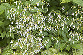 Strawberry Begonia, Saxifraga stolonifera, flowers