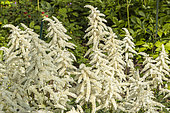 False Spirea, Astilbe japonica 'Deutschland', in bloom