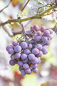Vitis vinifera 'Purpurea', cluster