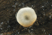 Ascomycota - sac fungi. Mushroom that grows on dead wood in fresh water away from light. Depth 30 cm - in a pond - city of Couffy - France