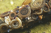 Ramshorn snails which serve as protection on the sheath of the caddisflies larva - caddisflies larva - in a pond - city of Couffy - France