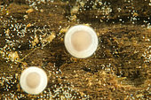 Ascomycota - sac fungi. Mushroom that grows on dead wood in fresh water away from light. Depth 30 cm - in a pond - city of Couffy - France