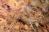 Mayfly nymph (Ephemeroptera sp) on a decomposing leaf in a pond - commune of Couffy - France