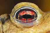 Eye of a Common toad (Bufo bufo) in a pond - city of Couffy - France
