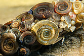 Ramshorn snails which serve as protection on the sheath of the caddisflies larva - caddisflies larva - in a pond - city of Couffy - France