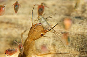Predationn of a mayfly nymph (Ephemeroptera sp) by a diving beetle larva (Dytiscidae sp) - in a pond - city of Couffy - France