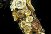 Ramshorn snails which serve as protection on the sheath of the caddisflies larva - caddisflies larva - in a pond - city of Couffy - France