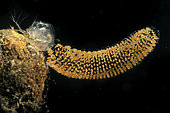 Lake flies eggs and Water fleas in a pond - city of Couffy - France
