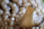 Detail of the eye of a roman snail (Helix pomatia) - city of Couffy - France