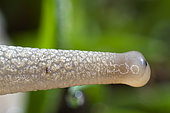 Detail of the eye of a roman snail (Helix pomatia) - city of Couffy - France