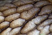 Detail of the skin of a roman snail (Helix pomatia) - city of Couffy - France