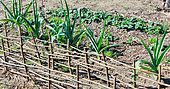 Leeks and strawberries in the medieval garden, Arche de la nature, medieval Le Mans, Sarthe, France
