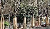 Wooden planks to protect tree trunks along a roadside during a construction project, Le Mans, Sarthe, France