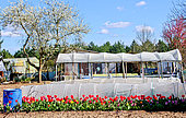 Vegetable garden with plastic tunnel, blue watering cans and tulip bed, Sarthe, France