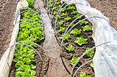 Lettuce plants in tunnels, Sarthe, France