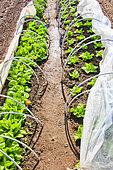 Lettuce plants in tunnels, Sarthe, France