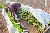 Lettuce plants in tunnels, Sarthe, France