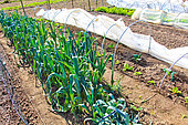 Leeks and vegetables grown in plastic tunnels, Sarthe, France