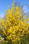 Forsythia in spring bloom, Sarthe, France