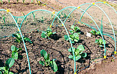Cabbage plants under a net to prevent birds from eating the leaves, Sarthe, France