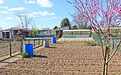 Vegetable garden after digging and young peach tree in bloom, Sarthe, France