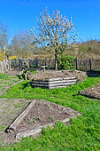 Vegetable garden and pear tree in bloom, l'Arche de la nature, Le Mans metropole, Sarthe, France