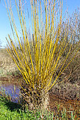 Basket willow (Salix viminalis) at the edge of a stream, Sarthe, France