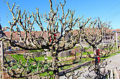 Pear tree after spring pruning, Sarthe, France