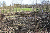 Pleached hedge, Sarthe, France