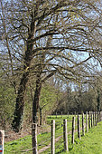 Country lane and fence with piles, Sarthe, France