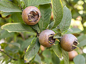 Medlar (Mespilus germanica) fruits