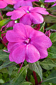 Impatiens 'Solarscape Pink Jewel'