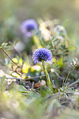 Common ball flower (Globularia bisnagarica), Bouches-du-Rhone, France