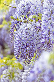 Wisteria (Wisteria sinensis)