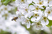 Honey Bee (Apis mellifera) flying over Common pear (Pyrus communis) blossom, Bouches-du-Rhone, France