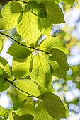 Beech (Fagus sylvatica) leaves with sunlight shining through them in early autumn, Rhone, France