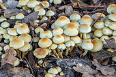 Sulphur tuft (Hypholoma fasciculare), Gers, France