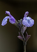 Salvia greggii Mirage 'So Cool Pale Blue'