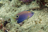 Princess Damselfish (Pomacentrus vaiuli), Dili Rock East dive site, Dili, East Timor