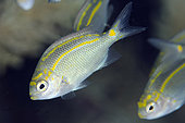 Juvenile Spiny Chromis (Acanthochromis polyacanthus), Fault Line dive site, off Alor, Indonesia
