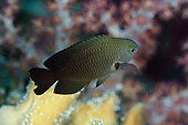 Adult Cross's Damsel (Neoglyphidodon crossi) with soft coral in background, Wedding Cake dive site, Wayil Island, Misool, Raja Ampat, West Papua, Indonesia